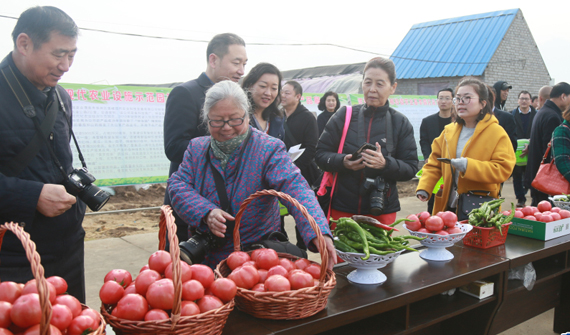 華州“水果西紅柿”熟了品鑒活動(dòng)舉辦