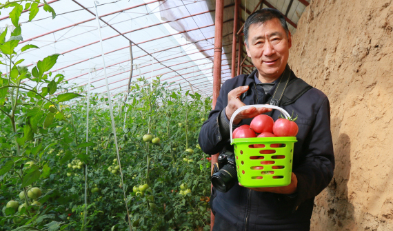 美食品鑒團(tuán)華州區(qū)蔬菜種植基地里享受采摘樂趣